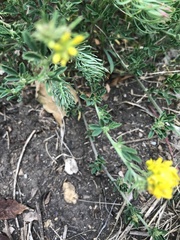Medicago falcata