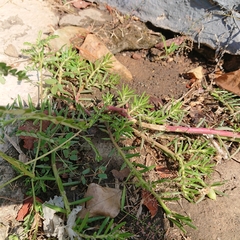 Portulaca grandiflora