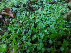 Callitriche muelleri