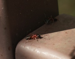 Camponotus innexus