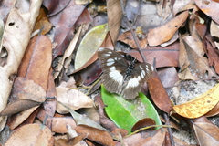 Pseudacraea lucretia