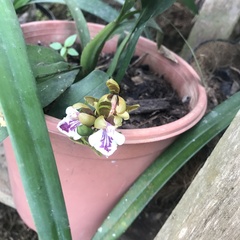 Aspasia epidendroides