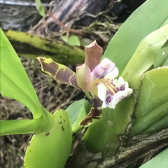 Aspasia epidendroides