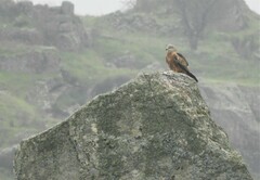 Milvus milvus milvus