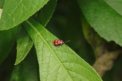 Omophoita sexnotata