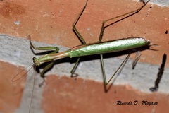 Coptopteryx argentina