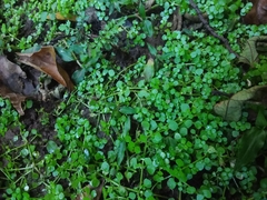 Callitriche muelleri