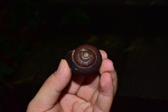 Nesiohelix yeni