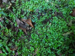 Callitriche muelleri