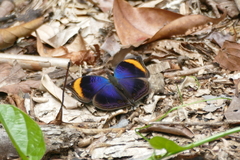 Junonia cymodoce