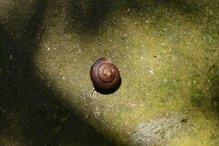 Nesiohelix yeni