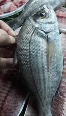 Spondyliosoma cantharus