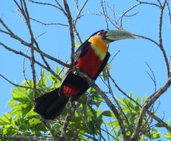Ramphastos dicolorus