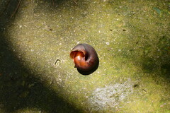 Nesiohelix yeni