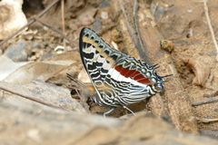 Charaxes castor