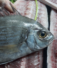 Spondyliosoma cantharus