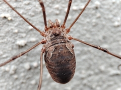 Phalangium opilio