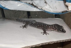 Oedura tryoni