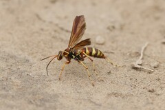 Poecilopompilus interruptus