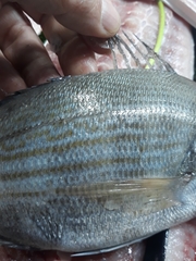 Spondyliosoma cantharus