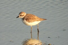 Charadrius mongolus