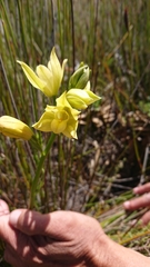 Orthochilus tabularis