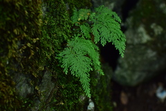 Selaginella moellendorffii