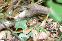 Euriphene