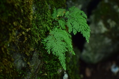 Selaginella moellendorffii
