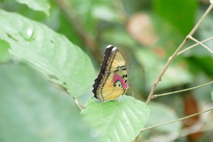 Euphaedra mirabilis