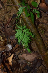 Selaginella moellendorffii