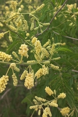 Senegalia bonariensis