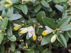 Polygaloides chamaebuxus