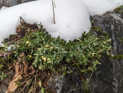 Polygaloides chamaebuxus