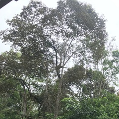Cordia alliodora