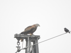 Milvus milvus milvus