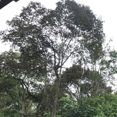 Cordia alliodora