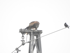 Milvus milvus milvus