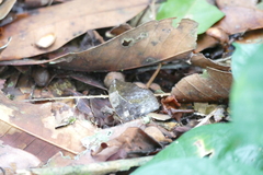 Bebearia sophus
