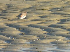 Charadrius alexandrinus