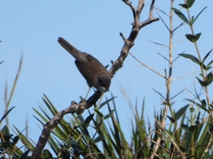 Curruca melanocephala
