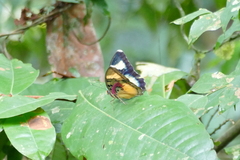 Euphaedra mirabilis
