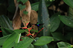 Thalurania furcata