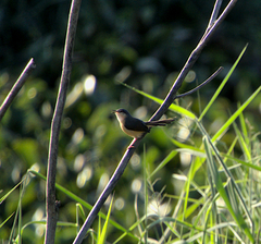Prinia socialis