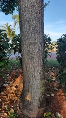 Erythrina crista-galli