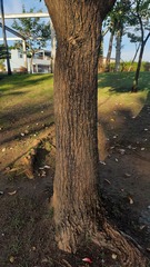 Erythrina crista-galli