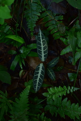 Gardneria multiflora