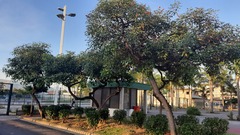 Erythrina crista-galli