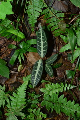 Gardneria multiflora