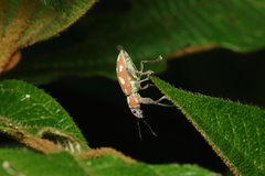 Naupactus bellus